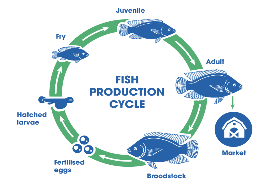 Tilapia life cycle