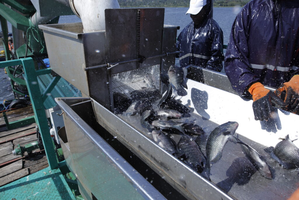 Harvesting & sorting of tilapia at cage fish farm