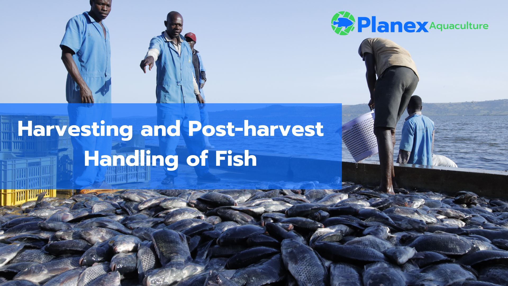Fish harvest, and post harvest handling taking place
